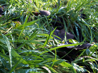 Close- up of wet grass (poa annua L.)  and fallen populus leaves with water droplets in Bonn, Germany. Concept: nature, conservation, green, fresh, natural