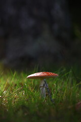 champignon d'automne 2024