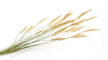 Golden grass stalks against a white background.