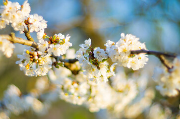 Cherry blossom in spring, close-up of beautiful flowers
on the tree, selective focus