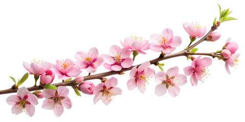 Obraz premium blossoming cherry branch, cut out on the white background, soft focus