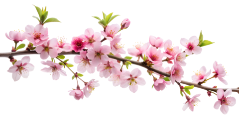 blossoming cherry branch, cut out on the white background, soft focus
