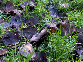 Fallen populus leaves on wet grass (poa annua L.) with water droplets in Bonn, Germany. Concept: nature, conservation, green, fresh, natural