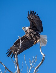A bald Eagle landing