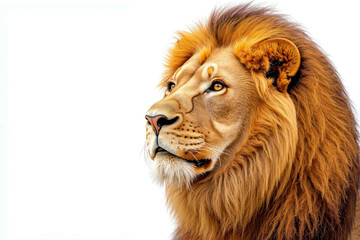 Fototapeta premium A close up of a lion's face with a white background