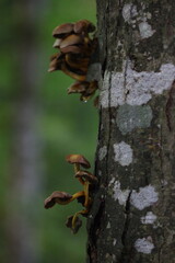 champignon d'automne 2024