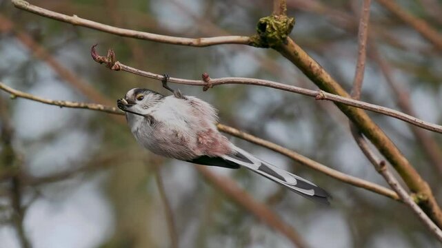 Long-tailed tit feeding upside down
