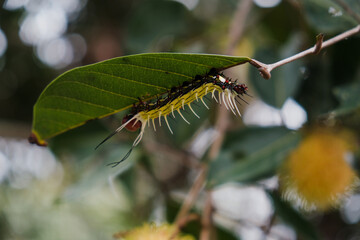 A yellow and black caterpillar on a green leaf and eating a leaf in the home garden