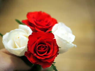 A person holding two red and two white roses (Rosa × centifolia ‚Muscosa’) in their left hand seen from above. Concept: romance, valentine’s day, gift, anniversary, celebration, congratulation,