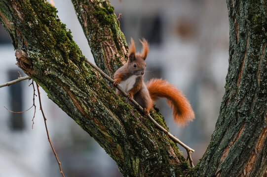 niedliches kleines Eichh&ouml;rnchen klettert im Winter durch eine Robinie, rotbraunes H&ouml;rnchen in der Stadt, Eichh&ouml;rnchen mit Buschigem Schwanz