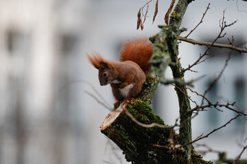 niedliches kleines Eichhörnchen klettert im Winter durch eine Robinie, rotbraunes Hörnchen in der Stadt, Eichhörnchen mit Buschigem Schwanz