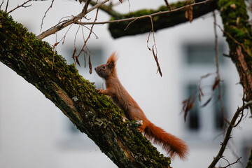 niedliches kleines Eichh&ouml;rnchen klettert im Winter durch eine Robinie, rotbraunes H&ouml;rnchen in der Stadt, Eichh&ouml;rnchen mit Buschigem Schwanz