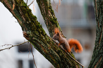 niedliches kleines Eichh&ouml;rnchen klettert im Winter durch eine Robinie, rotbraunes H&ouml;rnchen in der Stadt, Eichh&ouml;rnchen mit Buschigem Schwanz