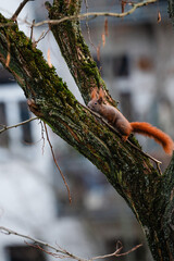niedliches kleines Eichh&ouml;rnchen klettert im Winter durch eine Robinie, rotbraunes H&ouml;rnchen in der Stadt, Eichh&ouml;rnchen mit Buschigem Schwanz