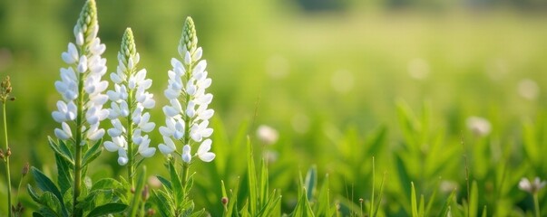White lupine flowers amidst a field of tall grasses, wildflowers, nature