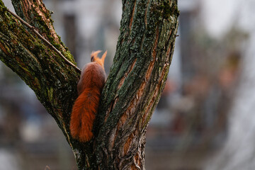 niedliches kleines Eichh&ouml;rnchen klettert im Winter durch eine Robinie, rotbraunes H&ouml;rnchen in der Stadt, Eichh&ouml;rnchen mit Buschigem Schwanz