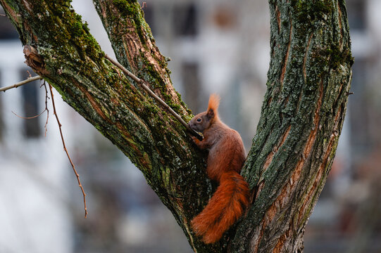 niedliches kleines Eichh&ouml;rnchen klettert im Winter durch eine Robinie, rotbraunes H&ouml;rnchen in der Stadt, Eichh&ouml;rnchen mit Buschigem Schwanz