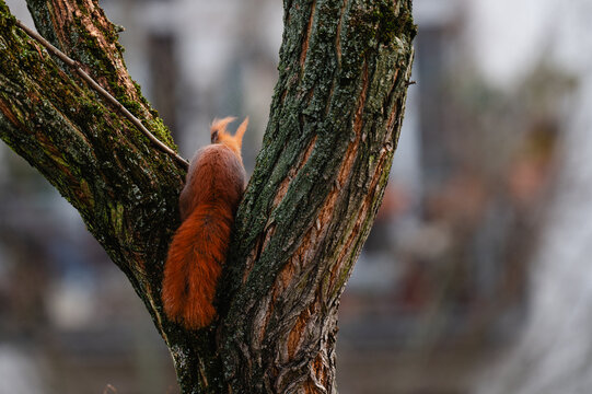 niedliches kleines Eichh&ouml;rnchen klettert im Winter durch eine Robinie, rotbraunes H&ouml;rnchen in der Stadt, Eichh&ouml;rnchen mit Buschigem Schwanz