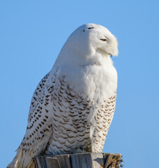 A snowy owl looking for food