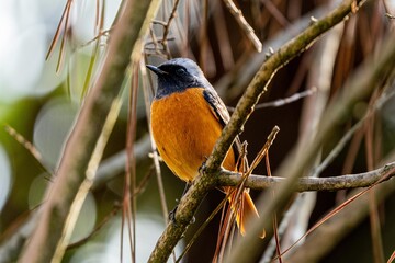 Daurian redstart male