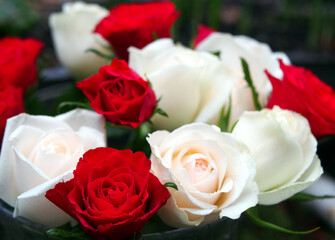 Red and white moss roses (Rosa × centifolia ‚Muscosa’) in a glass vase. Concept: romance, valentine’s day, gift, anniversary, celebration, congratulation,