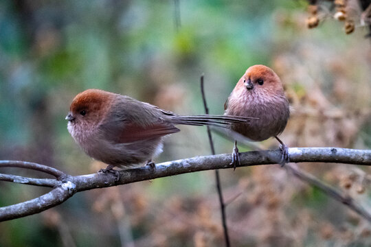 Vinous-throated parrotbill