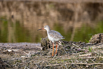 Spotted redshank
