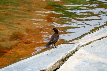 Brown dipper on the shore