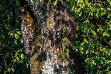 Pied falconet inside a tree hole