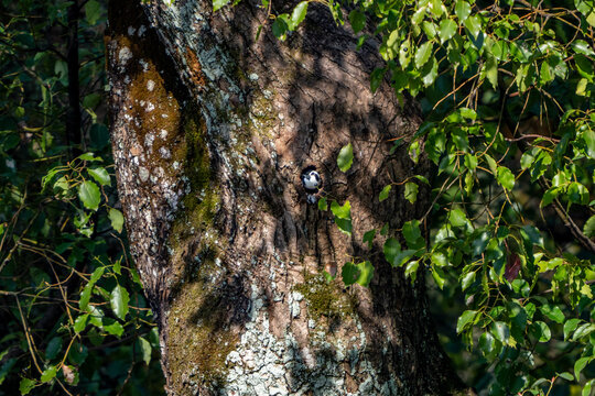 Pied falconet inside a tree hole