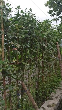 long bean plants that form a fence