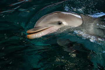 A dolphin photographed in the dolphinarium up close.
