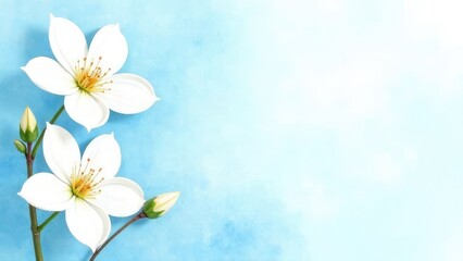 Fototapeta premium White jasmine flowers on a pastel blue background. Watercolor card.