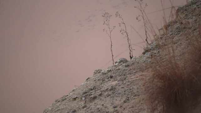 Pied kingfisher (Ceryle rudis) is a species of water kingfisher widely distributed across Africa and Asia feeding on small fish on a South African river. Slow motion