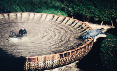 Pigeon Drinking Water From a Stone Fountain