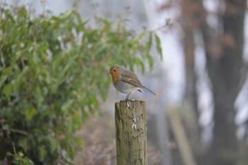 European robin