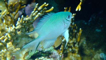 Maldives damselfish (Amblyglyphidodon indicus) undersea, Red Sea, Egypt, Sharm El Sheikh, Montazah Bay