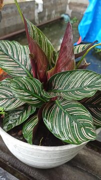 Pinstripe calathea plant on pot