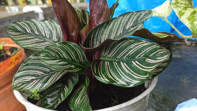 Pinstripe calathea plant on pot