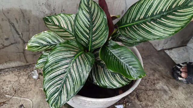 Pinstripe calathea plant on pot