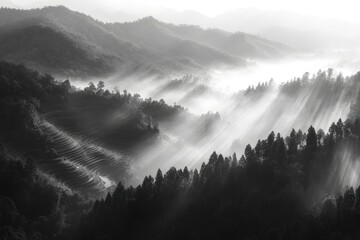 Obraz premium Sunbeams pierce through morning mist, illuminating terraced rice fields and forests in a breathtaking monochrome landscape.