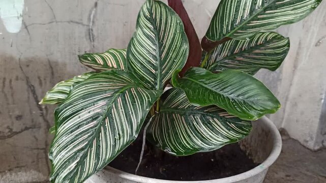 Pinstripe calathea plant on pot