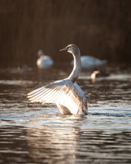 Swans on the lake. Swan in the sunset. A swan flapping its wings and splashing water.
