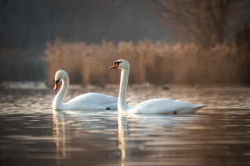 Obraz premium Swans on the lake. Swan in the sunset