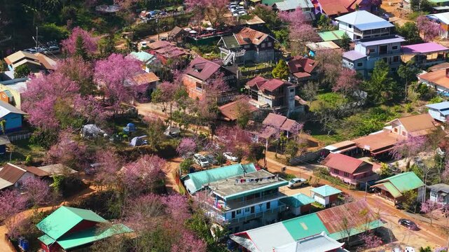 Aerial view of blooming Wild Himalayan cherry trees in Hin Rong Kla village in Loei Province, Thailand
