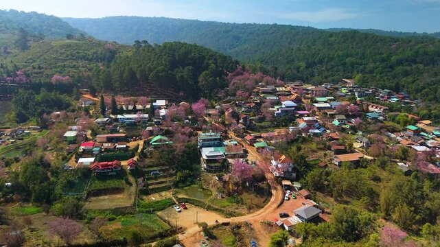 Aerial view of blooming Wild Himalayan cherry trees in Hin Rong Kla village in Loei Province, Thailand
