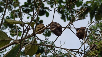 betel plant flowers