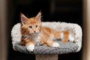 ginger Maine-Coon kitten lying on top of cat house at home, red small thoroughbred cat. pet care concept