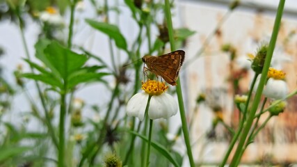 the skipper insect