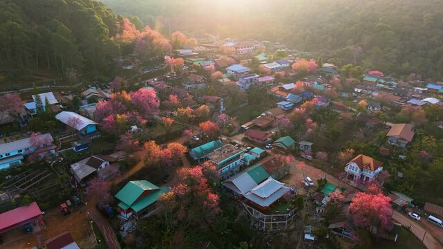 Aerial view of blooming Wild Himalayan cherry trees in Hin Rong Kla village in Loei Province, Thailand
